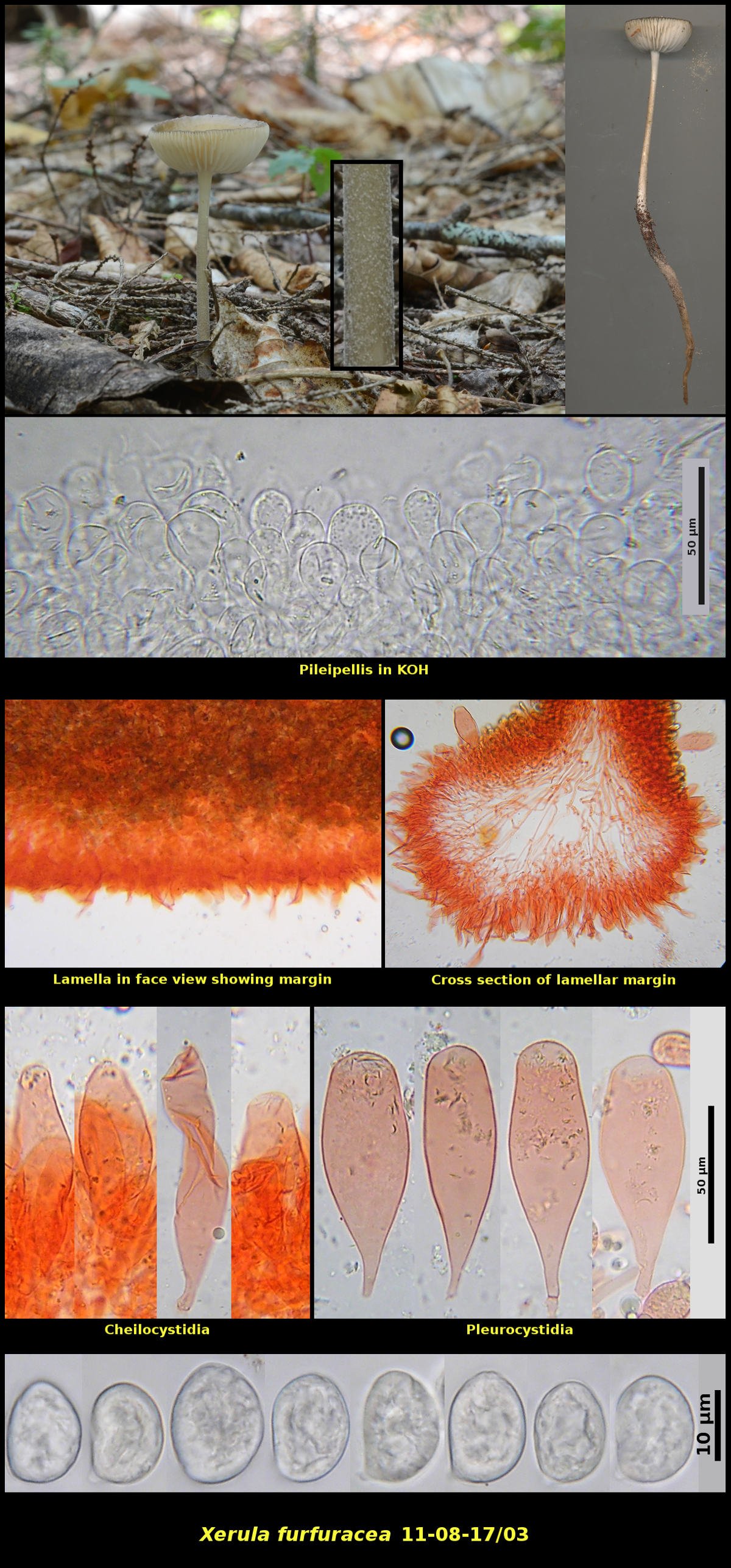 Picture of Xerula furfuracea